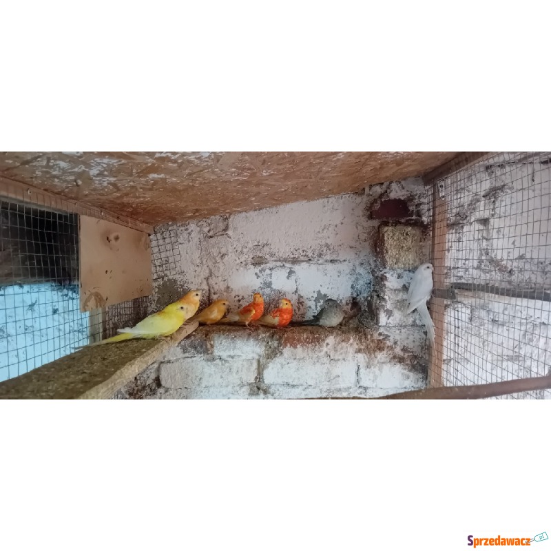Świergotki 2022 i 2024 - Ptaki - zwierzęta - Pruchna