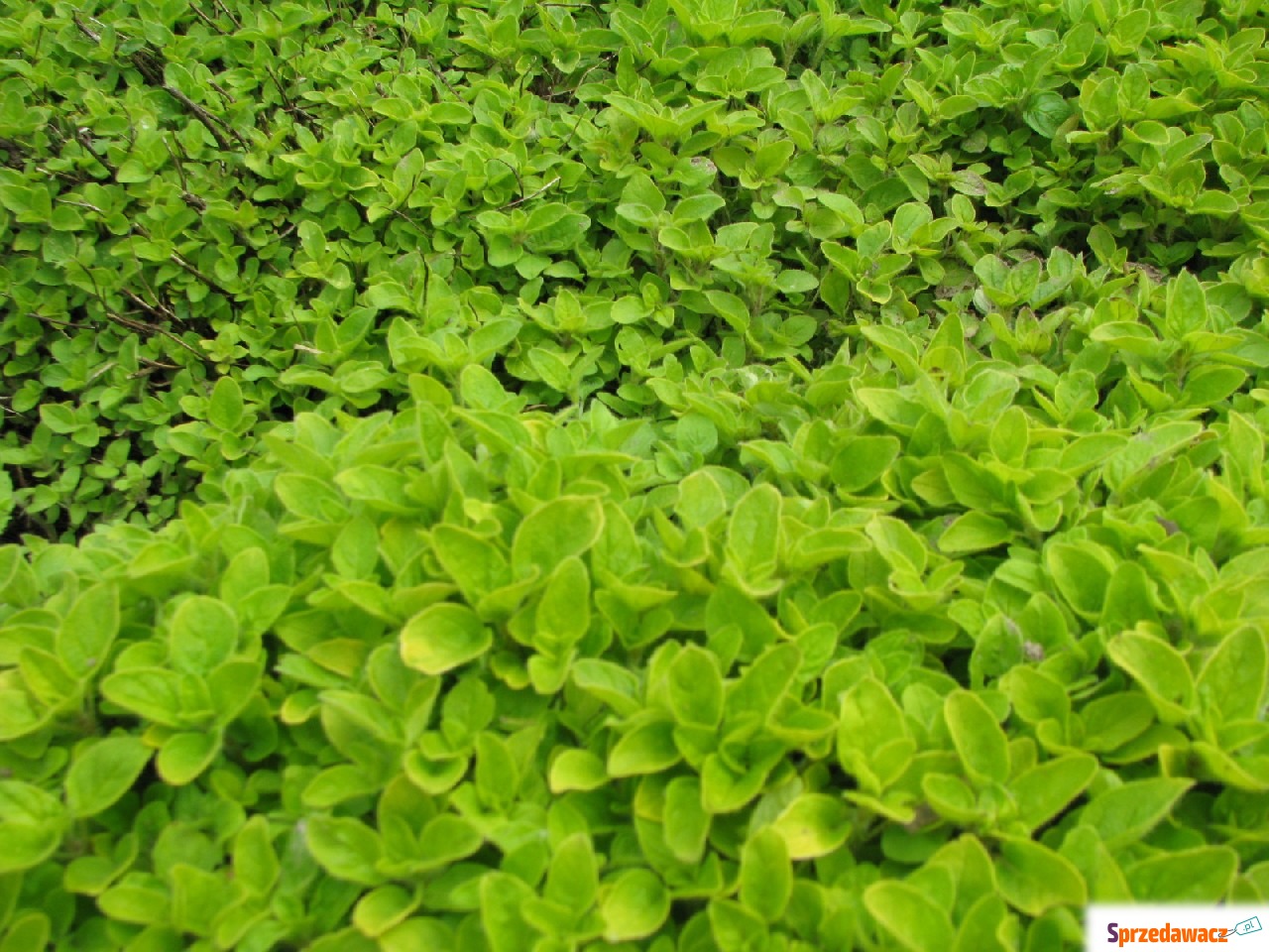 Oregano - lebiodka, melisa, mięta,...