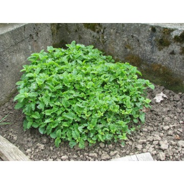 Oregano - lebiodka, melisa, mięta, lubczyk, s... - Pozostałe rośliny - Brzegi - zdjęcie 3
