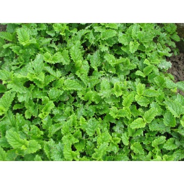 Oregano - lebiodka, melisa, mięta, lubczyk, s... - Pozostałe rośliny - Brzegi - zdjęcie 4