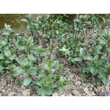 Oregano - lebiodka, melisa, mięta, lubczyk, s... - Pozostałe rośliny - Brzegi - zdjęcie 5