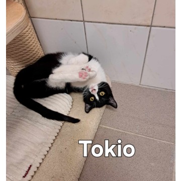 Tokio - Kot 