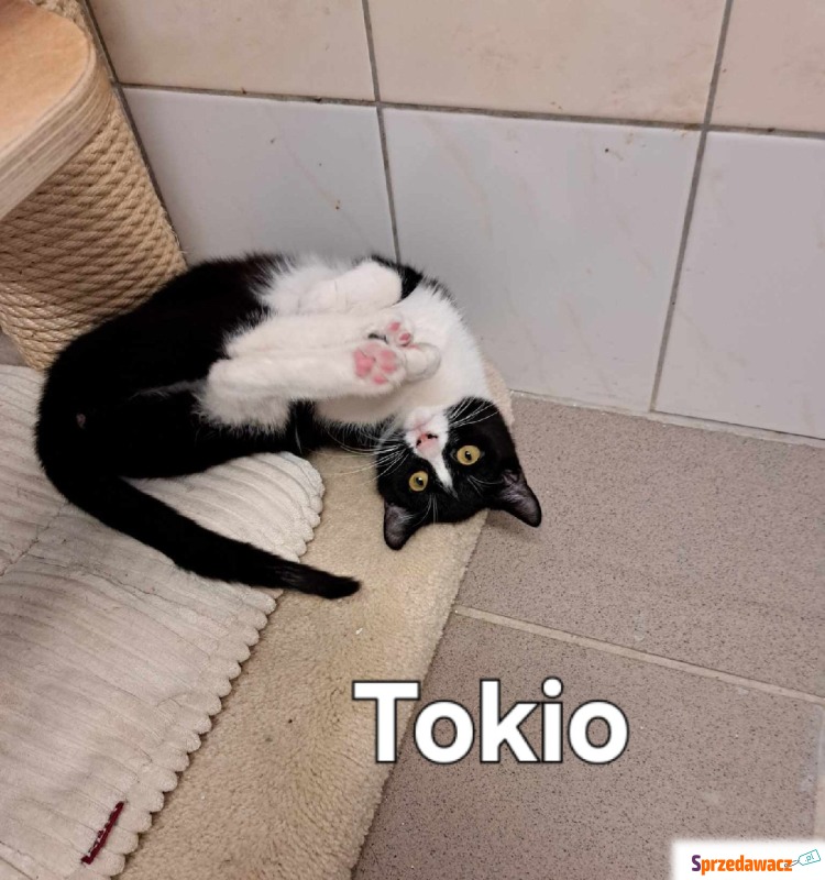 Tokio - Kot  - Koty - sprzedam, oddam - Częstochowa