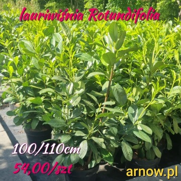 Laurowiśnia Rotundifolia