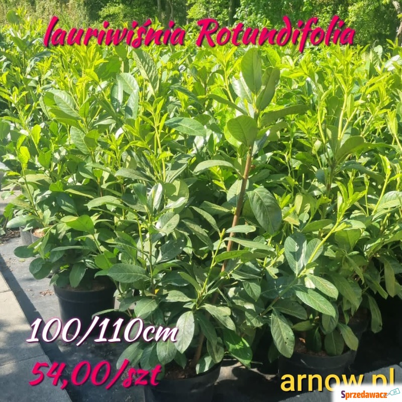 Laurowiśnia Rotundifolia - Roślinność liściasta - Zacharzyce