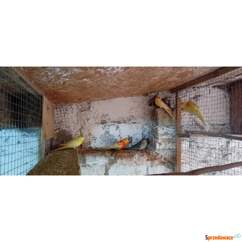 Świergotki 23r, 24r - Ptaki - zwierzęta - Pruchna