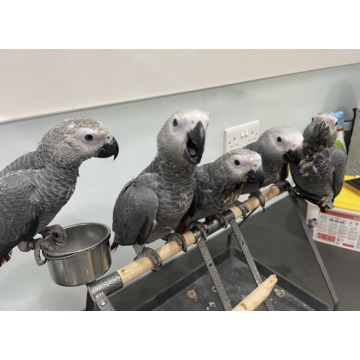 Testowane DNA Afrykańskie papugi szare