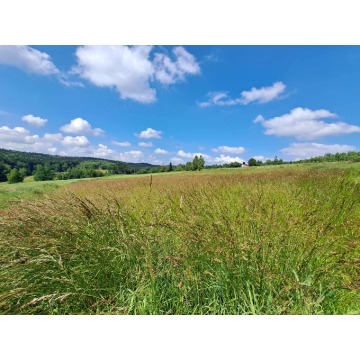 Działka rolna Czermna sprzedam, pow. 5600 m2  (56a) - zdjęcie 3