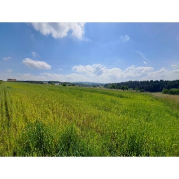 Działka rolna Czermna sprzedam, pow. 5600 m2  (56a) - zdjęcie 4