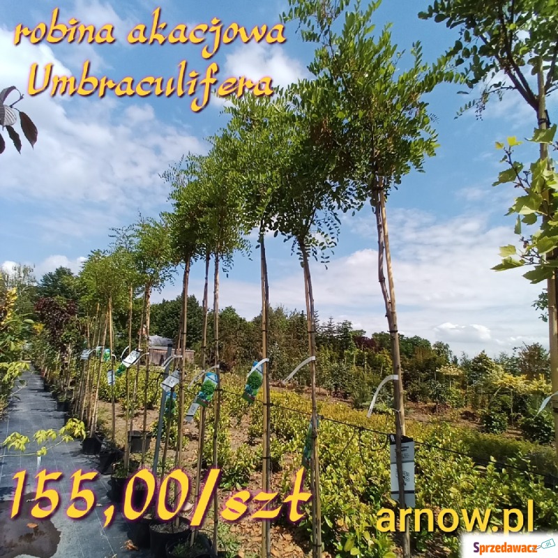 robinia akacjowa Umbraculifera - Roślinność liściasta - Zacharzyce