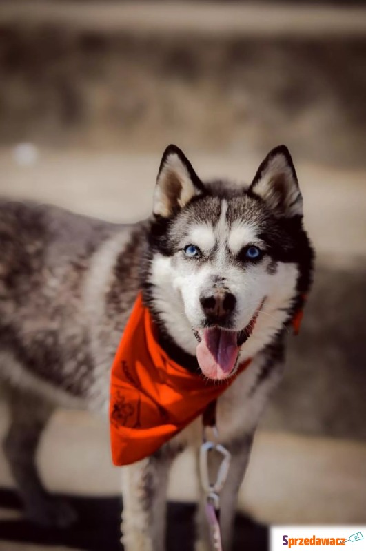 Nila - Suczka w typie rasy Husky  - Wiek: 7 lat - Psy - sprzedam, oddam - Warszawa