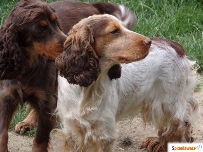 Cocker Spaniel sunia w kolorze Liver Roan - Psy - sprzedam, oddam - Świdnik