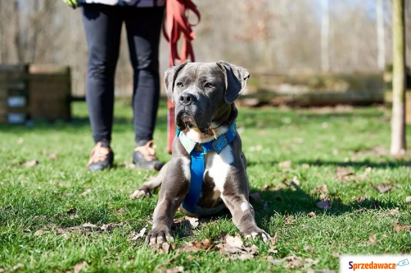 Franio - Pies w typie rasy Cane Corso  - Wiek:... - Psy - sprzedam, oddam - Warszawa