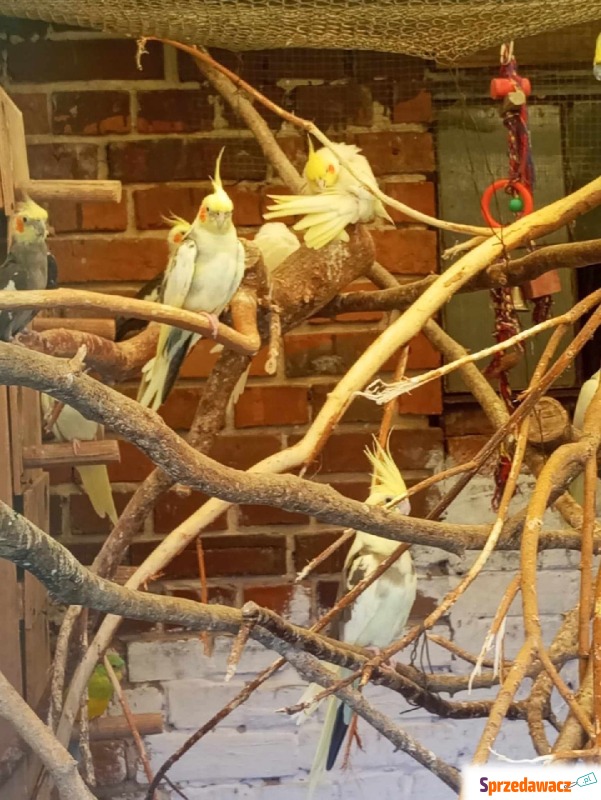 Papugi różne gatunki - Ptaki - zwierzęta - Golędzinów