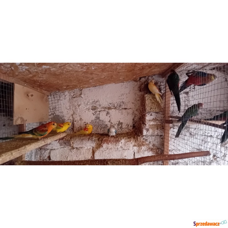 Świergotki 2024 - Ptaki - zwierzęta - Pruchna
