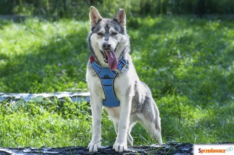 Martini - Pies w typie rasy mix-syberian husky - Psy - sprzedam, oddam - Częstochowa