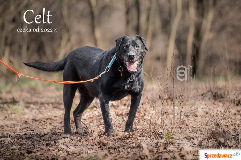 Celt - Pies w typie rasy mix-labrador retriever - Psy - sprzedam, oddam - Częstochowa