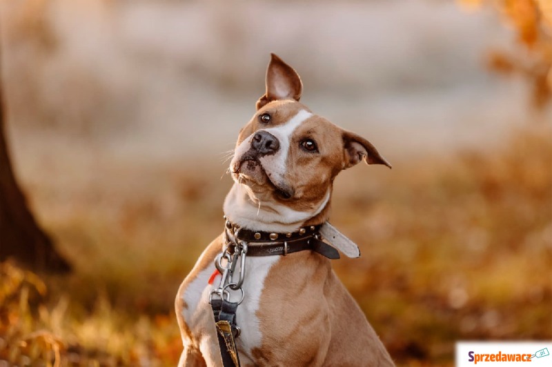 Dżeki - Pies w typie rasy mix-amstaff  - Psy - sprzedam, oddam - Częstochowa