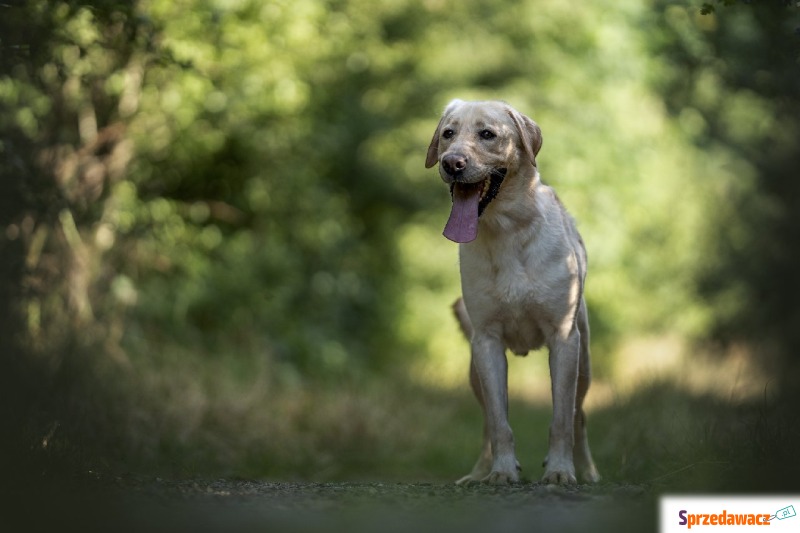 Texas - Pies w typie rasy mix-labrador retriever - Psy - sprzedam, oddam - Częstochowa