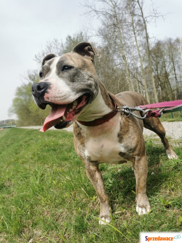 Fuga - Pies w typie rasy mix-amstaff  - Psy - sprzedam, oddam - Częstochowa