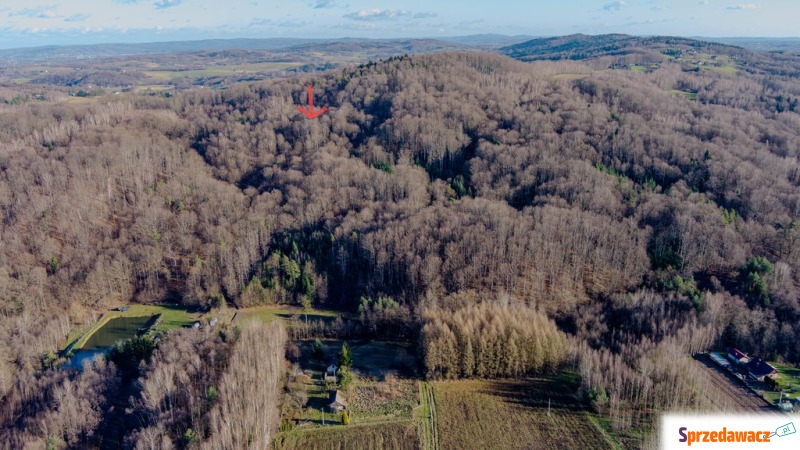 Działka leśna Zalasowa sprzedam, pow. 2800 m2  (28a)