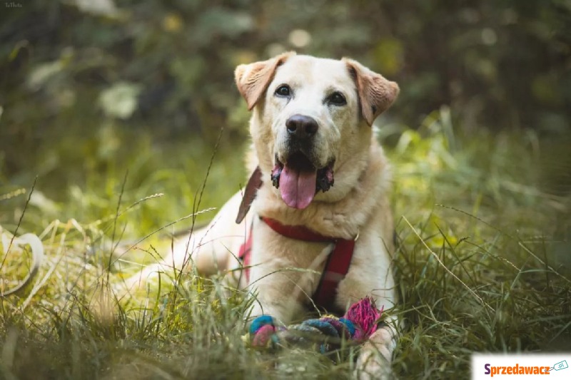 Buli - Pies w typie rasy Labrador  - Wiek: 8 lat - Psy - sprzedam, oddam - Warszawa