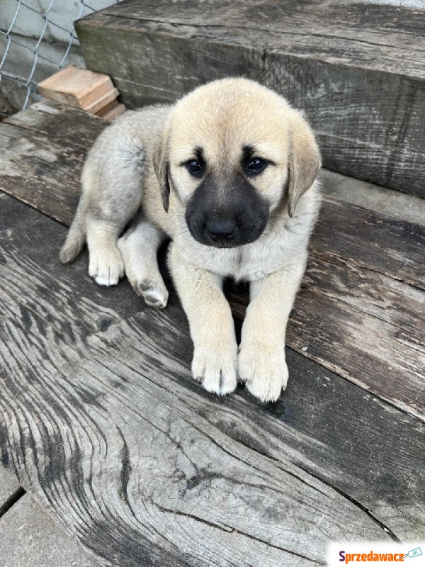 Szczeniaki Kangal - Psy - sprzedam, oddam - Cała Polska