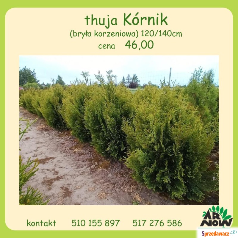 Thuja_ tuja Kórnik żywopłot 120, 130, 140 - Roślinność iglasta - Zacharzyce