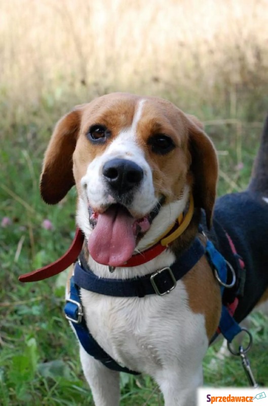 Betty - Suczka w typie rasy Beagle  - Wiek: 1... - Psy - sprzedam, oddam - Warszawa