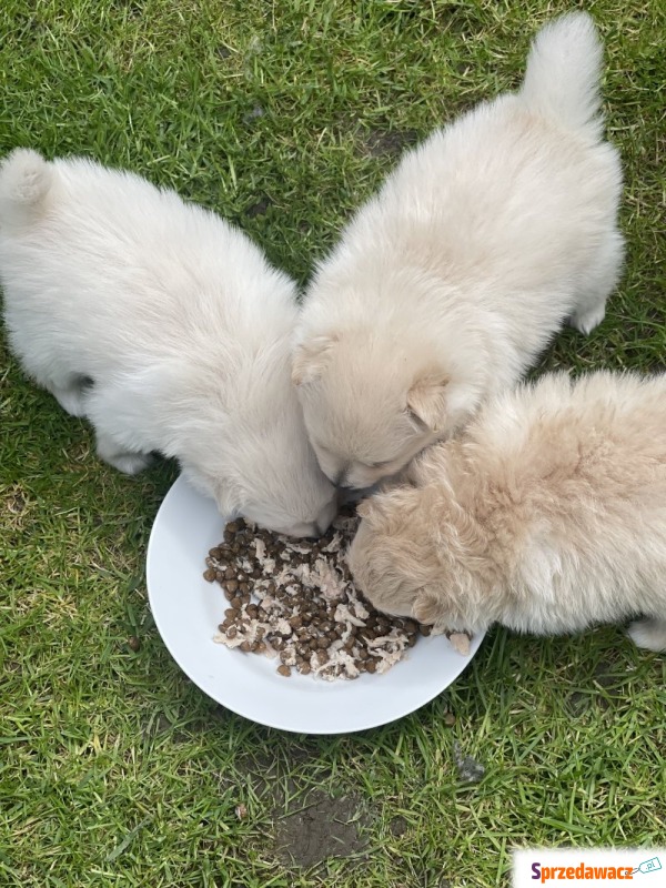 Szczenięta pomeraniana filiżankowego na sprzedaż - Psy - sprzedam, oddam - Brodnica