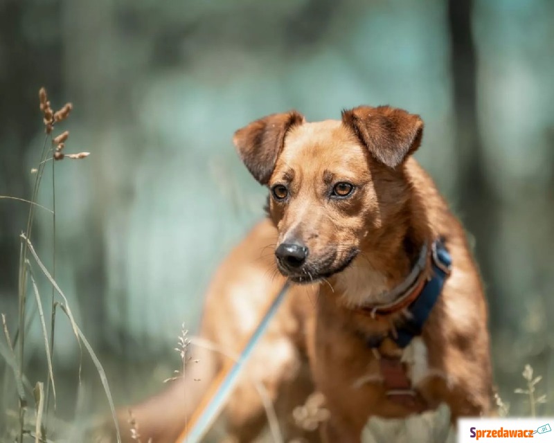 Marley - Pies w typie rasy Mieszaniec  - Wiek:... - Psy - sprzedam, oddam - Warszawa