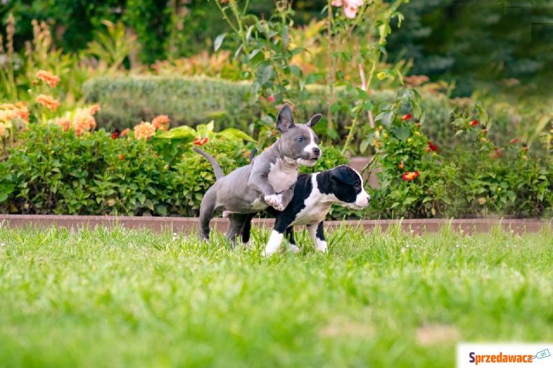 Wolne szczenięta rasy American Staffordshire... - Psy - sprzedam, oddam - Przemyśl