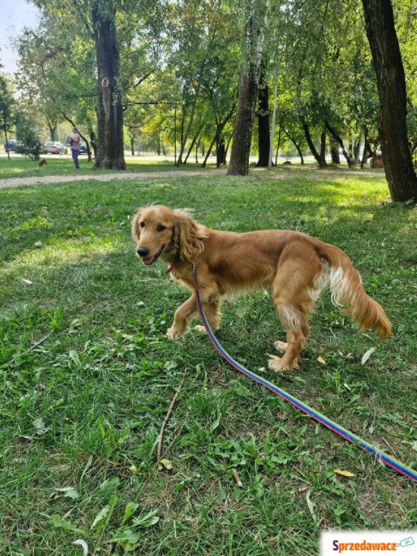 Starr - Pies w typie rasy Cocker spaniel angielski... - Psy - sprzedam, oddam - Warszawa