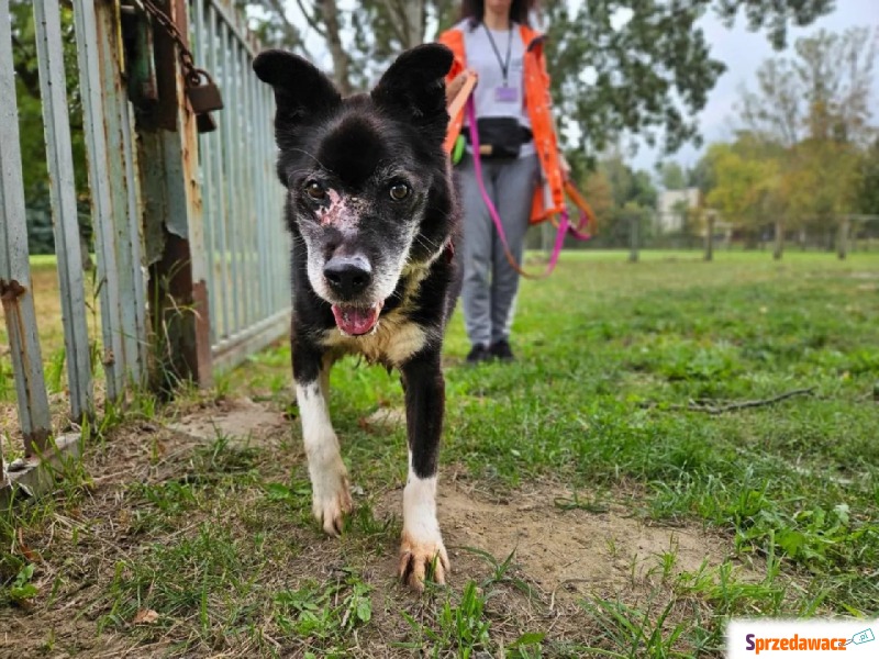 As - Pies w typie rasy Mieszaniec  - Wiek: 13... - Psy - sprzedam, oddam - Warszawa