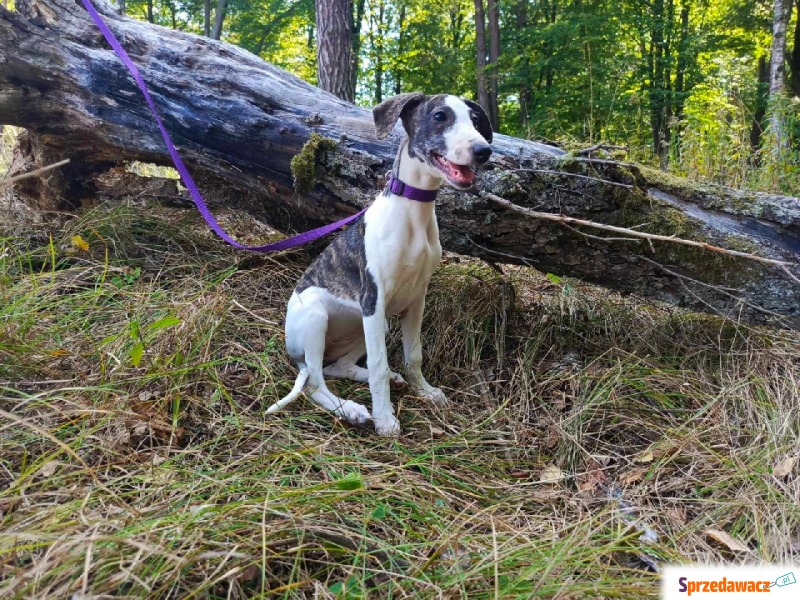 Szczenmięta rasy Whippet, gotowe na zmianę domu - Psy - sprzedam, oddam - Kraków