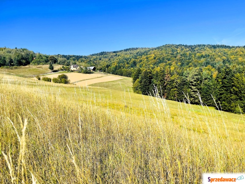 Działka rolna Żurowa sprzedam, pow. 12 000 m2  (1.2ha)