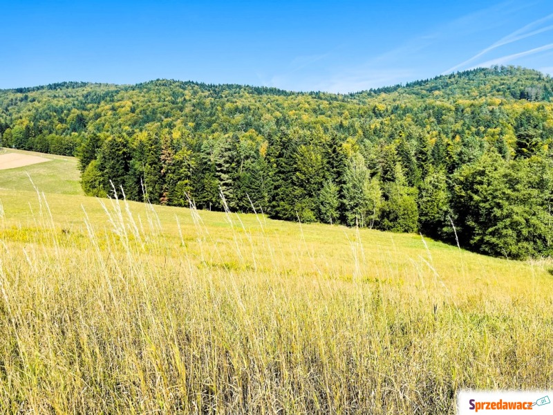 Działka leśna Żurowa sprzedam, pow. 8500 m2  (0.85ha)