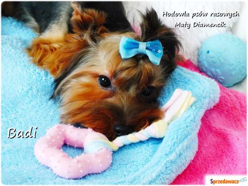 Yorkshire Terrier York piesek Badi szczeniaczek... - Psy - sprzedam, oddam - Zielona Góra