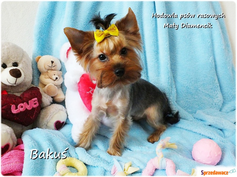 Yorkshire Terrier York piesek Bakuś szczeniaczek... - Psy - sprzedam, oddam - Zielona Góra