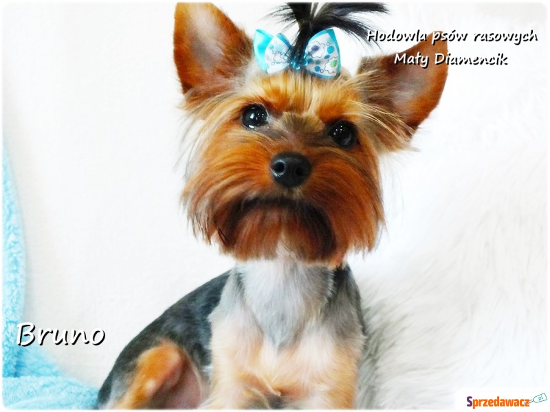 Yorkshire Terrier piesek York Bruno szczeniaczek... - Psy - sprzedam, oddam - Zielona Góra