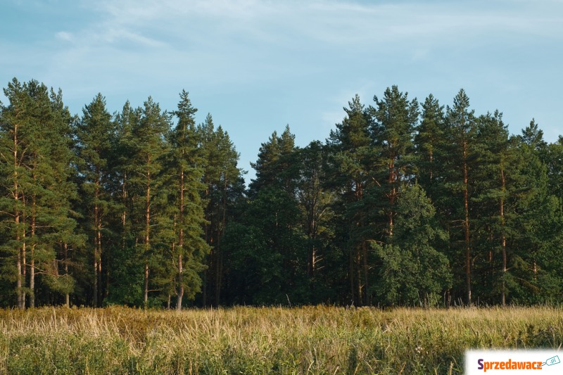 Działka leśna Łękawica sprzedam, pow. 7700 m2  (0.77ha)