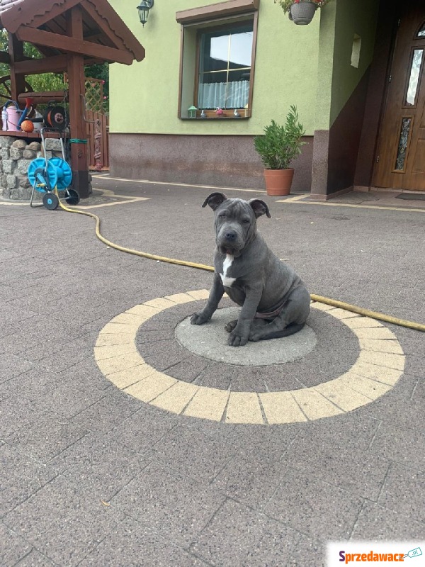 Amstaff szuka domu - Psy - sprzedam, oddam - Namysłów