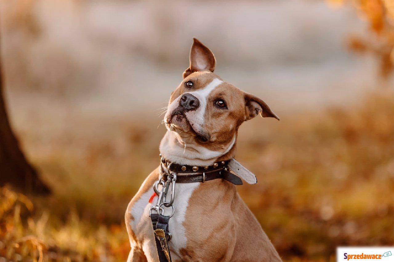 Dżeki - Pies w typie rasy mix-amstaff