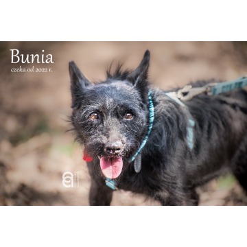 Bunia - Pies w typie rasy mix  - Psy - sprzedam, oddam - Częstochowa - zdjęcie 1