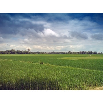Działka budowlana 1000m2, Górki