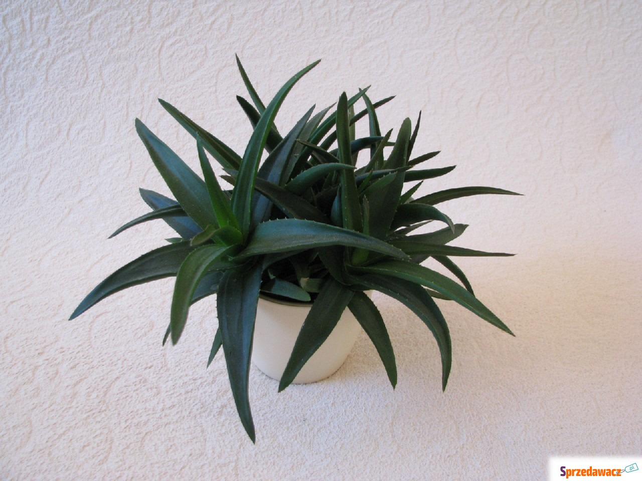 Aloes - piękna, tryskająca zie...