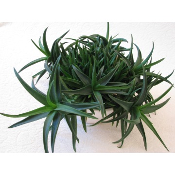 Aloes - piękna, tryskająca zielenią roślinka o... - Roślinność ozdobna - Brzegi - zdjęcie 4