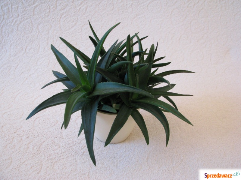 Aloes - piękna, tryskająca zielenią roślinka o... - Roślinność ozdobna - Brzegi