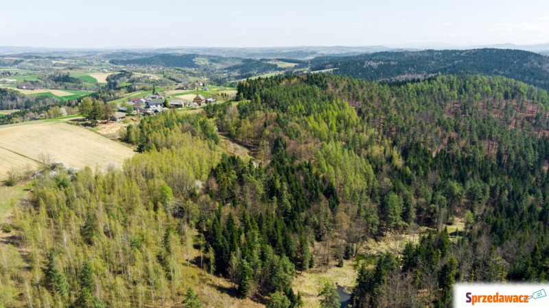 Na sprzedaż pastwisko zalesione...