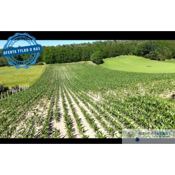 Działka budowlana Gostyń sprzedam, pow. 9000 m2  (0.9ha) - zdjęcie 1